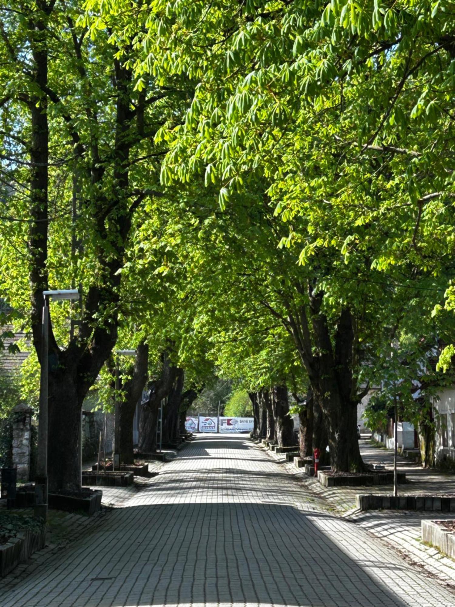 Apartmán Magnolia Garden Miškovec Exteriér fotografie