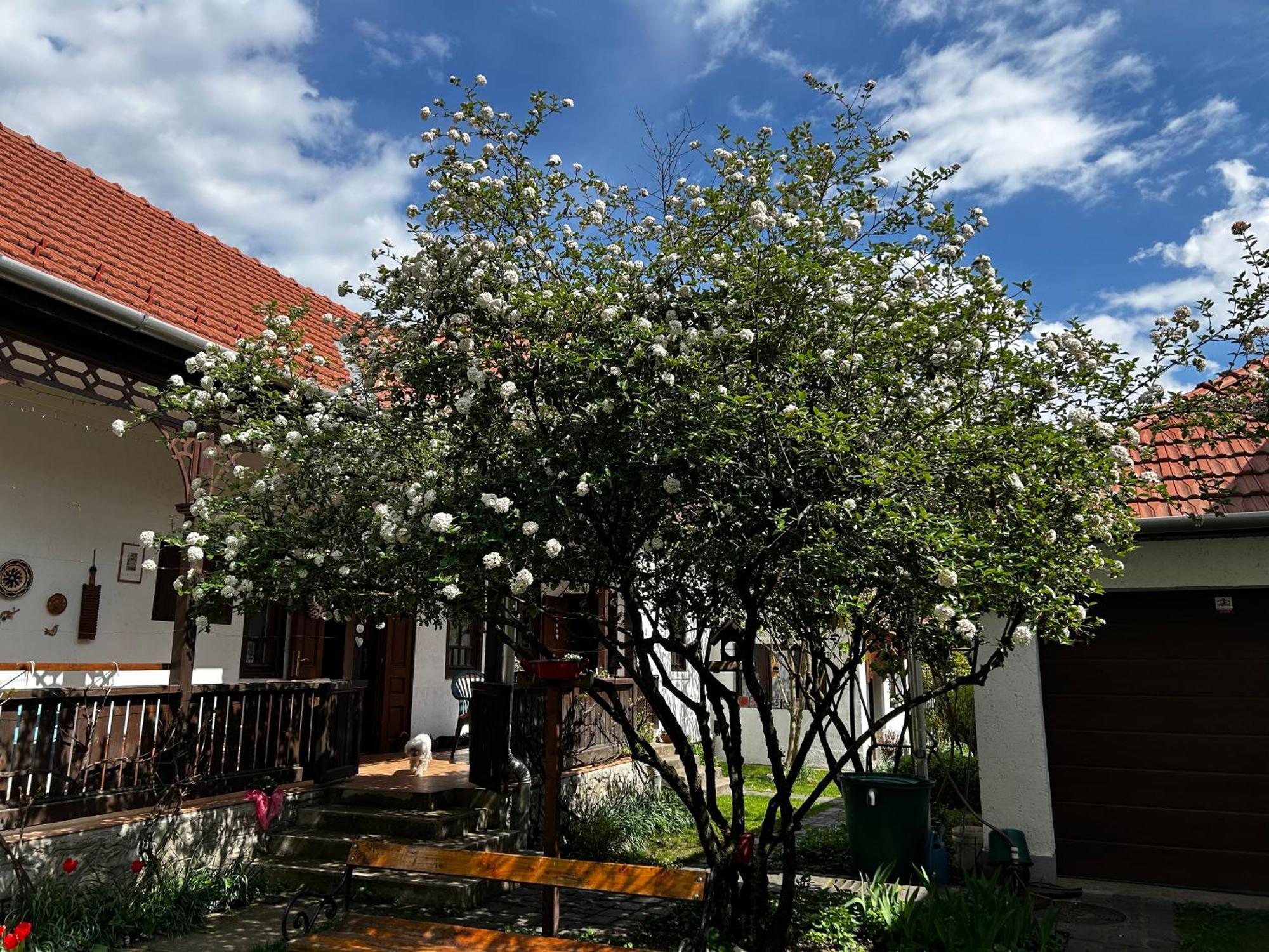Apartmán Magnolia Garden Miškovec Exteriér fotografie